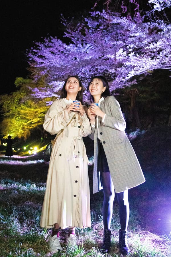 Cherry blossoms illuminated in seven colors at night