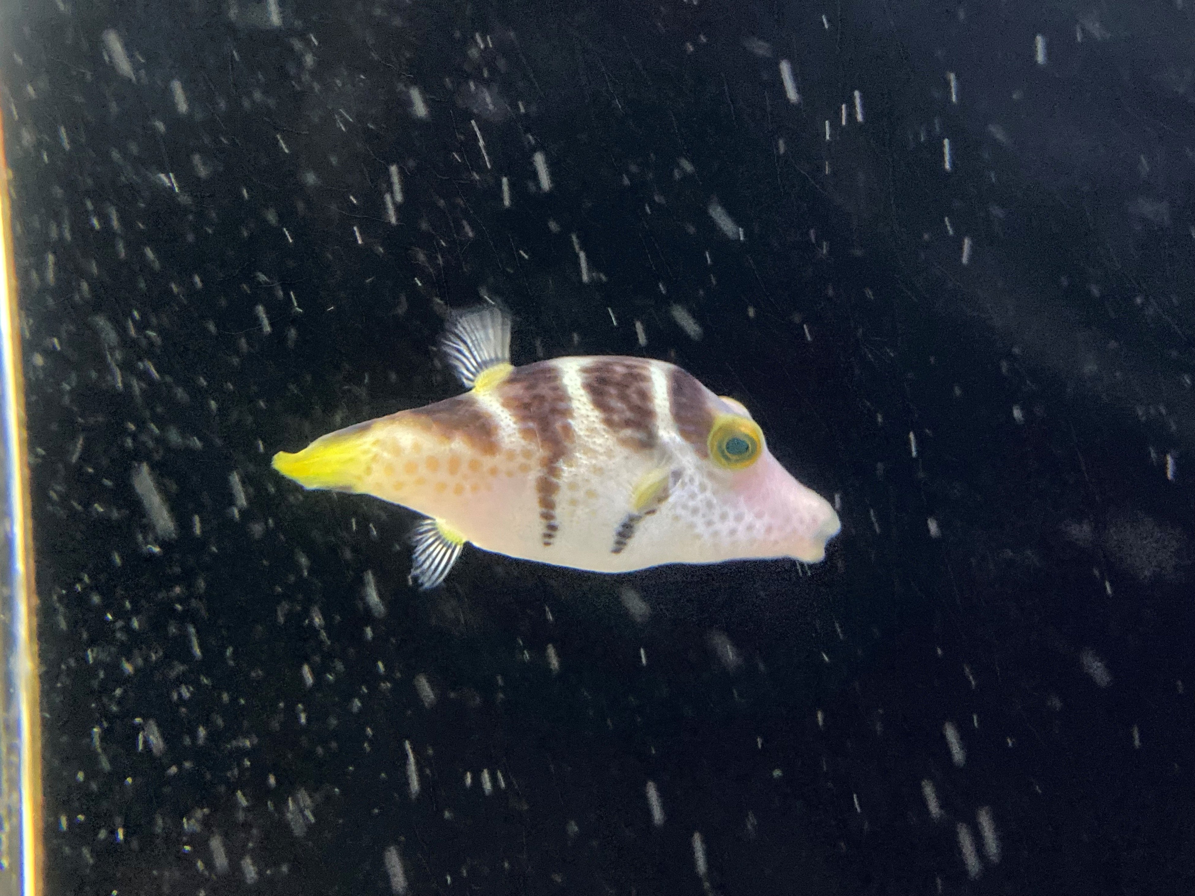 Valentini's Sharpnose Puffer