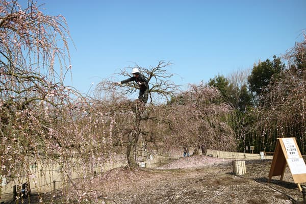 Live demonstration of pruning work by craftsmen, which begins immediately after flowering ends