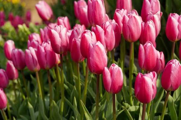 Tulipanes de hielo floreciendo en invierno