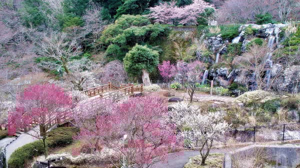 Atami Plum Garden