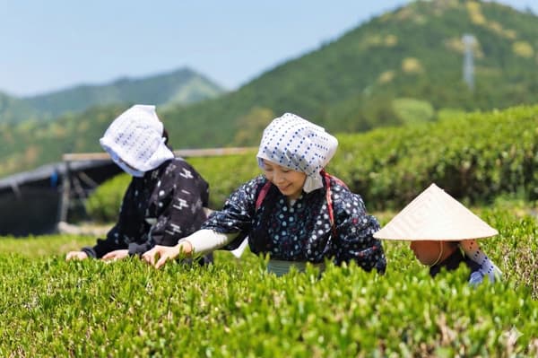 提供成人和兒童尺寸的棉質和服出租