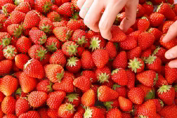 新鲜草莓无限量供应