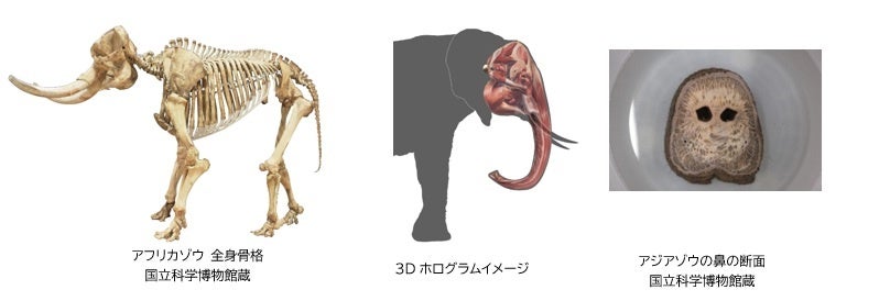 African elephant skeleton display