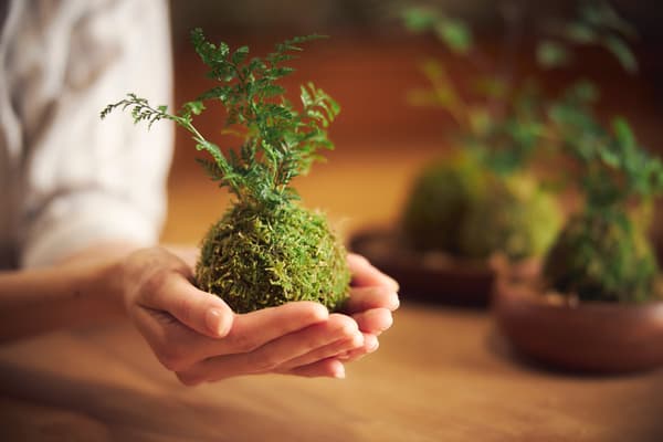 「苔玉製作」動手體驗，帶回屬於自己的紀念品