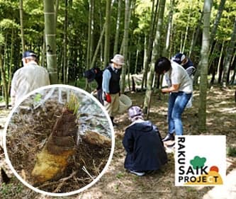 竹筍挖掘體驗圖片