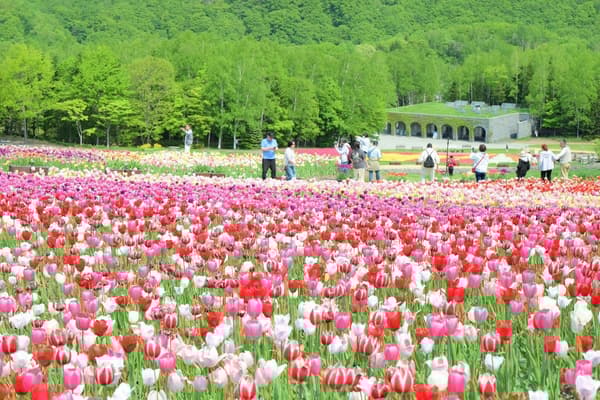 Tulips (typically mid-May to late May)