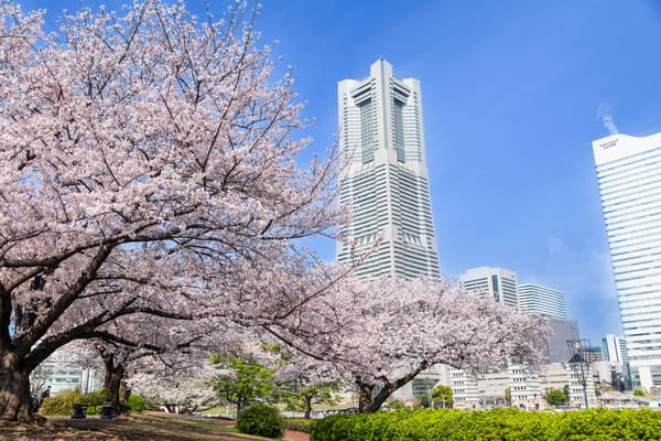 기샤미치를 따라 핀 벚꽃