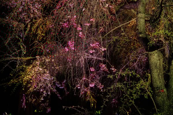 teamLab, Resonating Trees - Weeping Cherry © teamLab