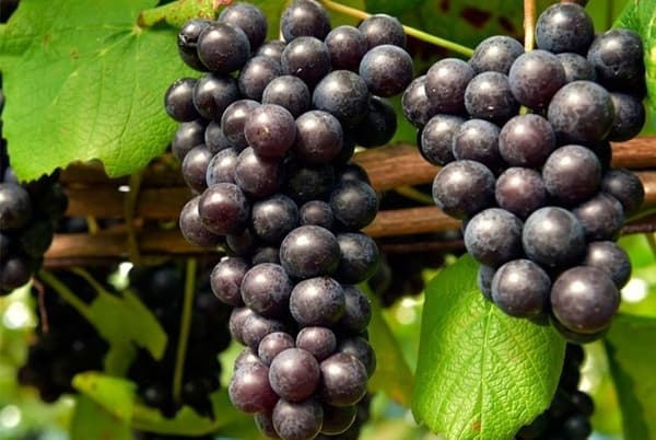 Uvas Steuben