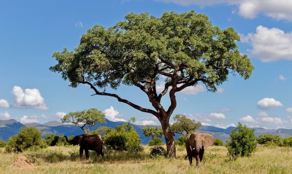 The Marula tree. A large tree growing in southern Africa, locally called the 