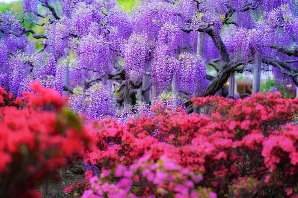 Topiary-style wisteria tree (archive photo at peak bloom)