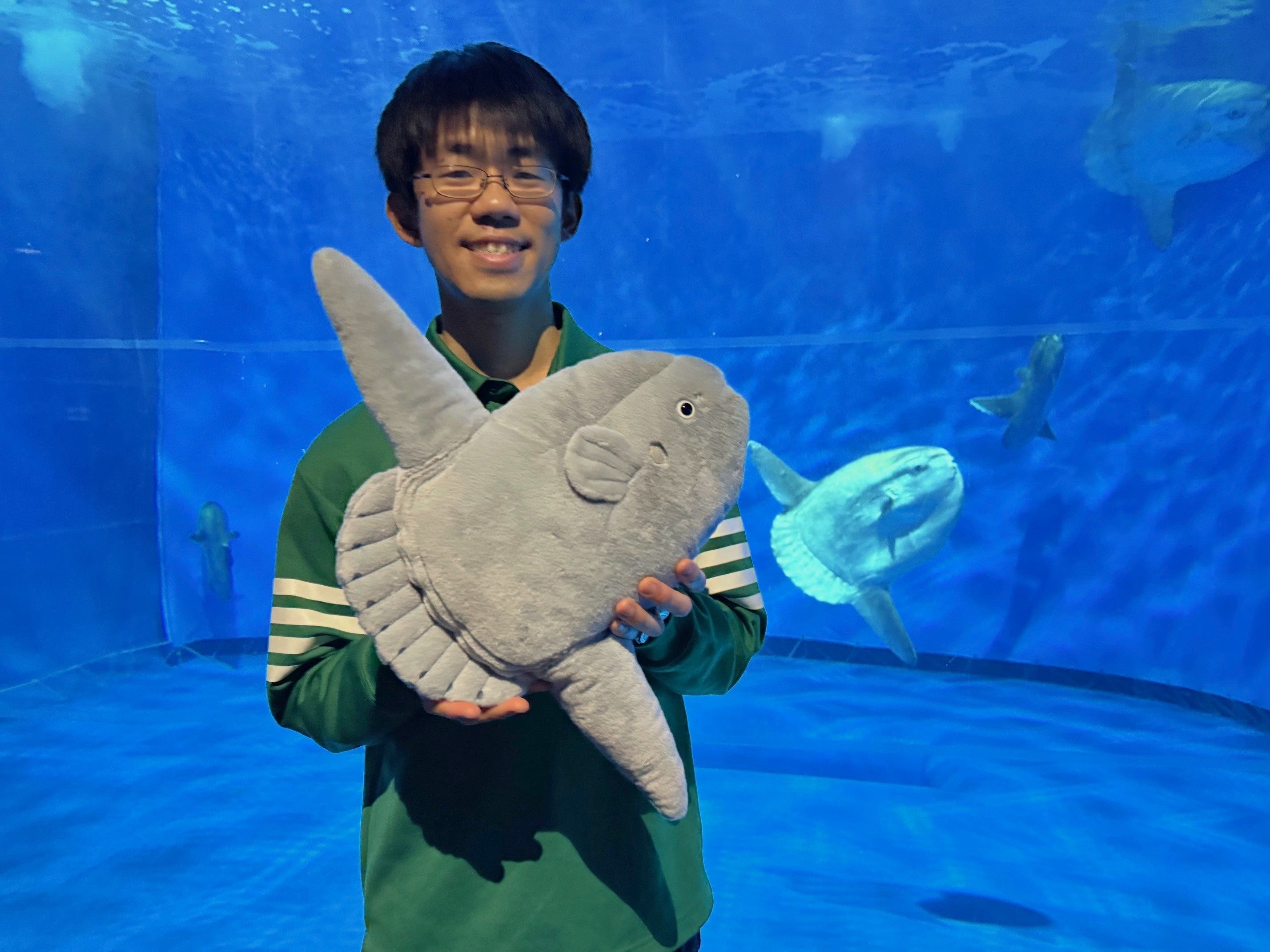 Ocean sunfish plush toy