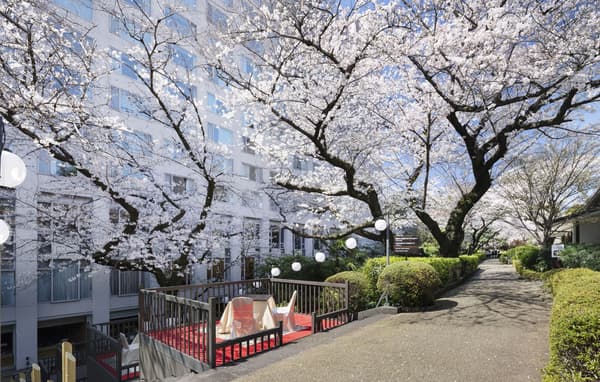 Enjoy the course at a special seat under cherry blossom ceiling