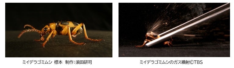 Bombardier beetle display