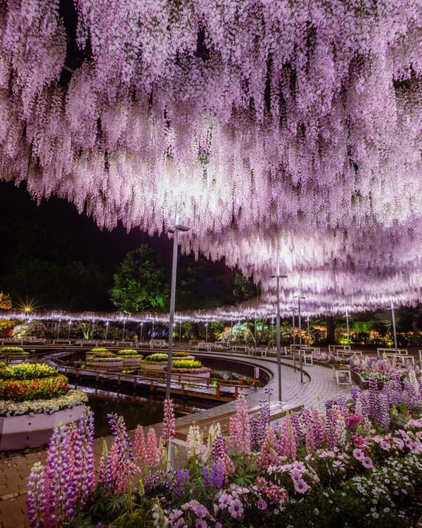 Pink Wisteria arbor illuminated at full bloom (archive photo)