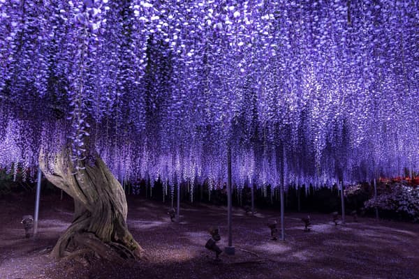 Mikaeri-fuji wisteria illuminated at full bloom (archive photo)