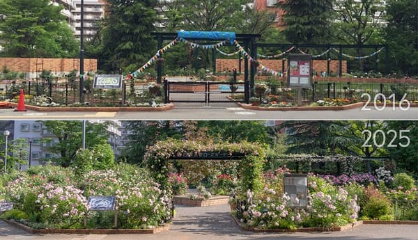 四季香薔薇花園 10 週年：2016 年 vs. 2025 年