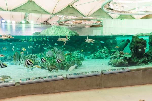 Exhibición de Tropical Island con arrecifes de coral y peces tropicales