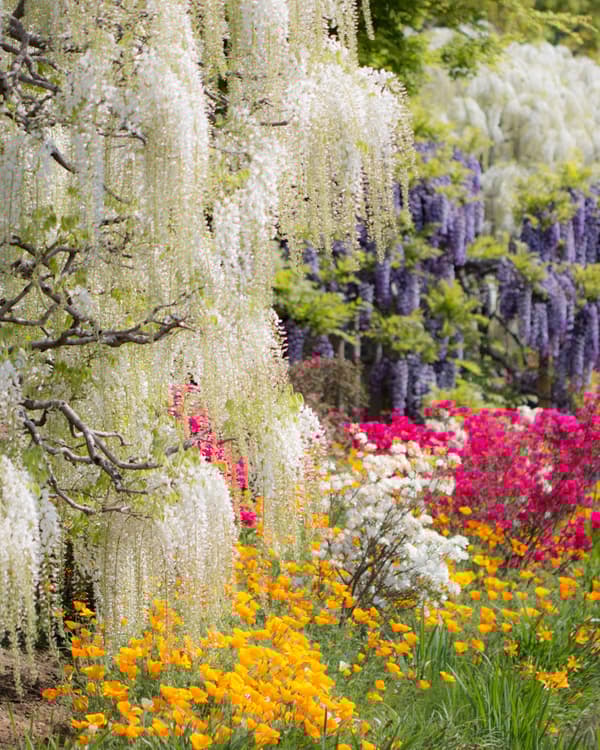 White Wisteria at full bloom — daytime 2 (archive photo)