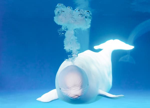 Tocando una beluga