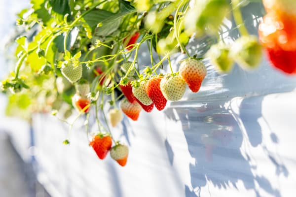 Mino Musume Strawberry