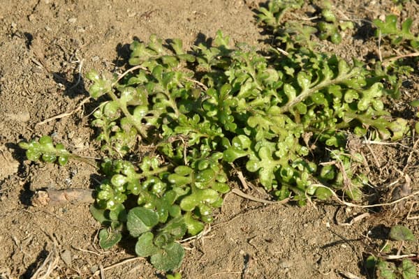 Nemophila saat ini (difoto 15 Februari 2026)