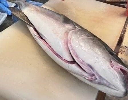 Fresh and Dynamic Yellowtail Butchery Show