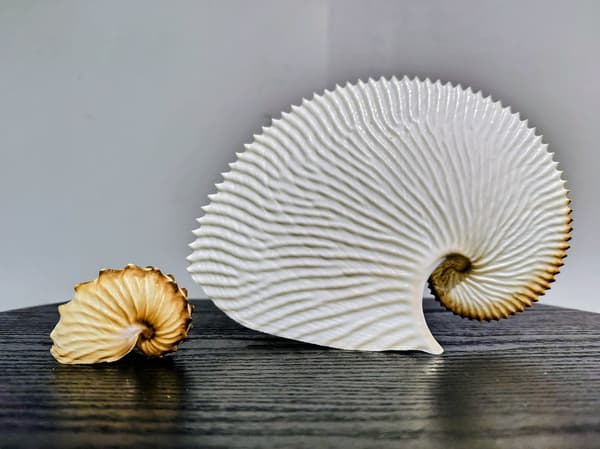 Inherited shell specimen collection