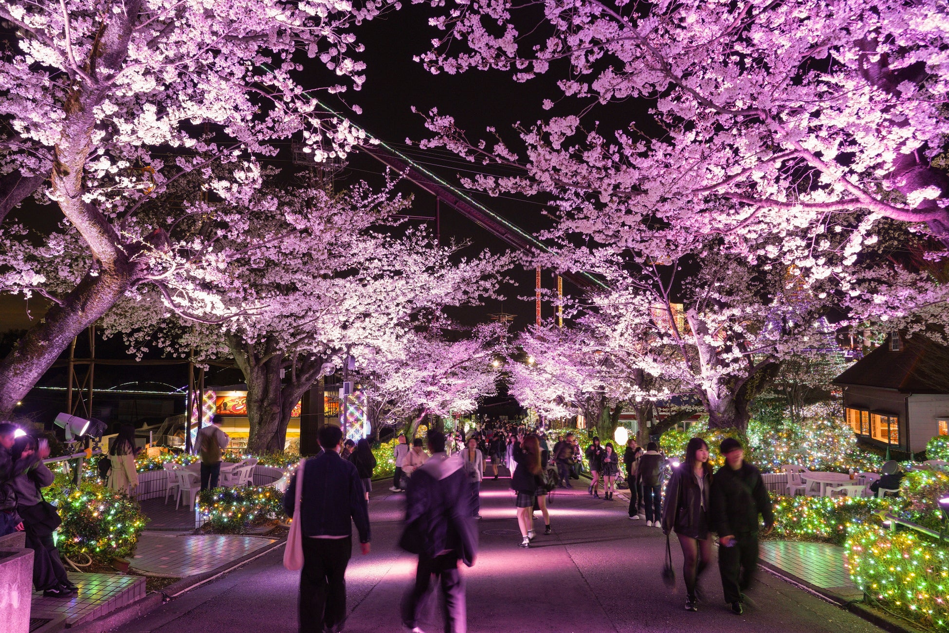 Sakura Promenade (Last Year's Event)
