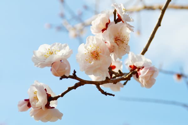 晚開品種「桜梅」