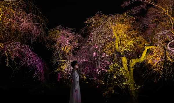 teamLab, Resonating Trees - Weeping Cherry © teamLab
