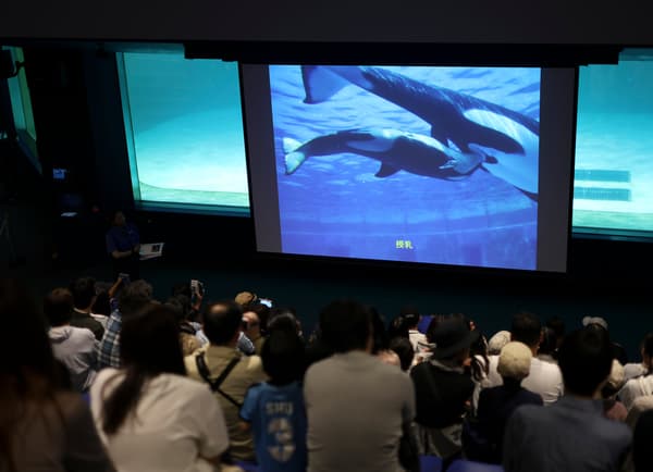 Conferencia sobre orcas en Kamogawa Seaworld