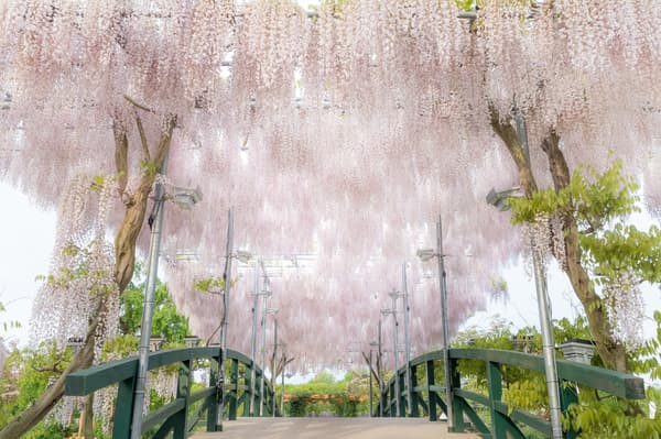 Pink Wisteria bridge at full bloom — daytime (archive photo)