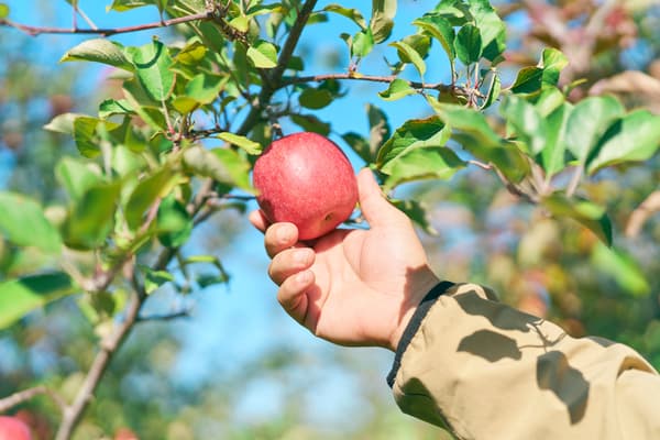 후지 사과를 신중하게 고르는 농부들