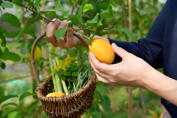 在我们的农场体验丰收