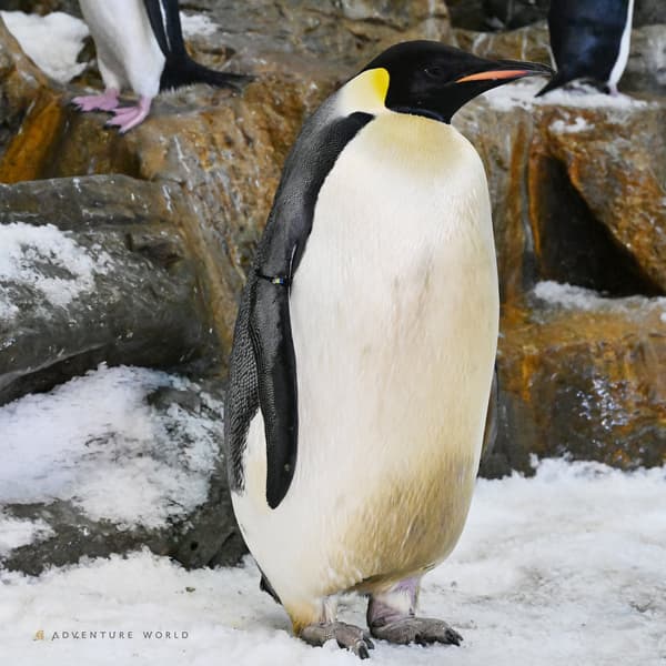 Emperor Penguin