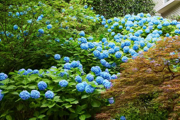 从茶点沙龙Pikake看到的绣球花