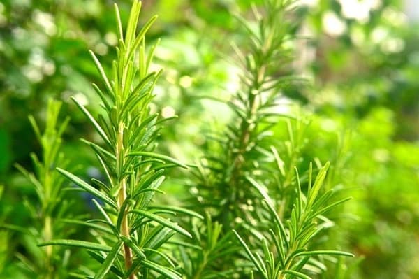 Rosemary