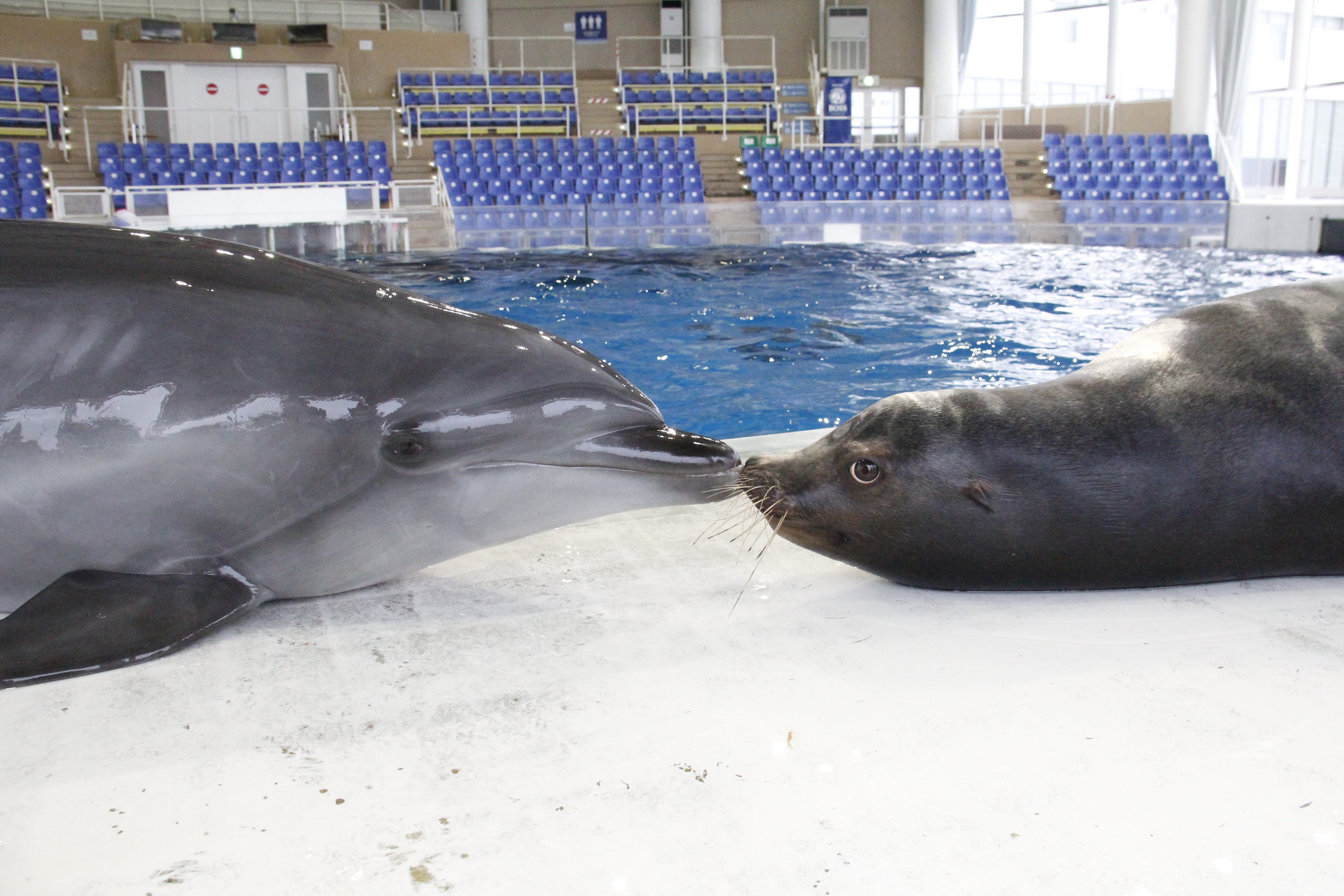 Giant screen in Ocean Theater