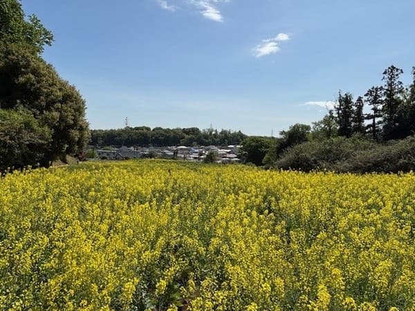 Las flores de canola en plena floración en un año anterior