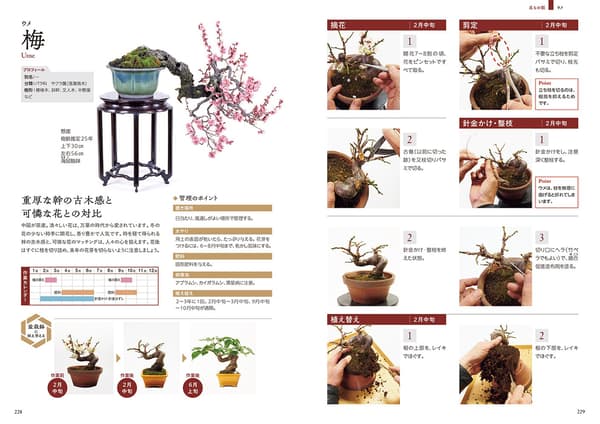 Chapter 4 explains management points for each tree species