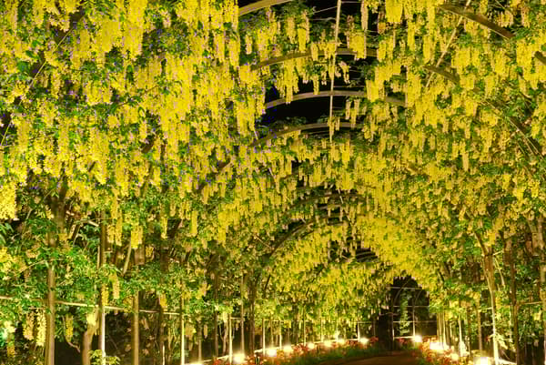 Yellow Wisteria illuminated at full bloom (archive photo)