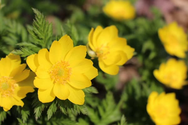 Grandes flores amarillas de Fukujuso