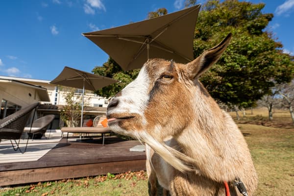 Cabra Mee-ta: miembro del personal amigable y afectuoso en su séptimo año con Kyukamura