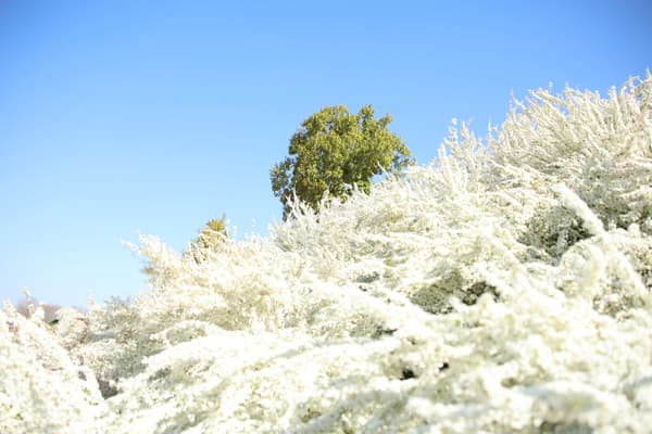 Photographed on April 8, 2026