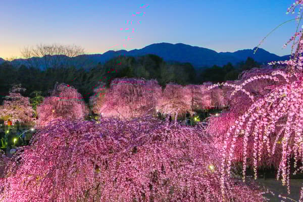 The Suzuka Mountain Range ridgeline and sky create a beautiful scene right after the illumination lights up