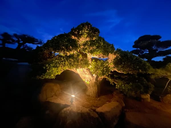 Babe tree over 100 years old