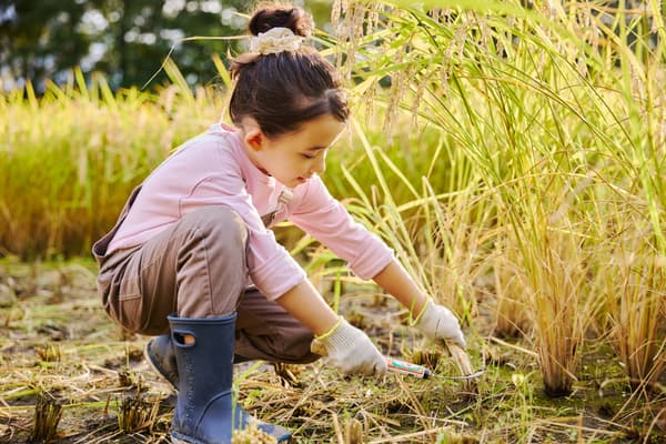 Experiencia de cosecha de arroz de otoño con hoces