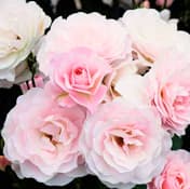 Variedad de rosa Hanabonbori